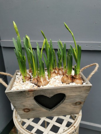 Spring Planter