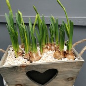Spring Planter